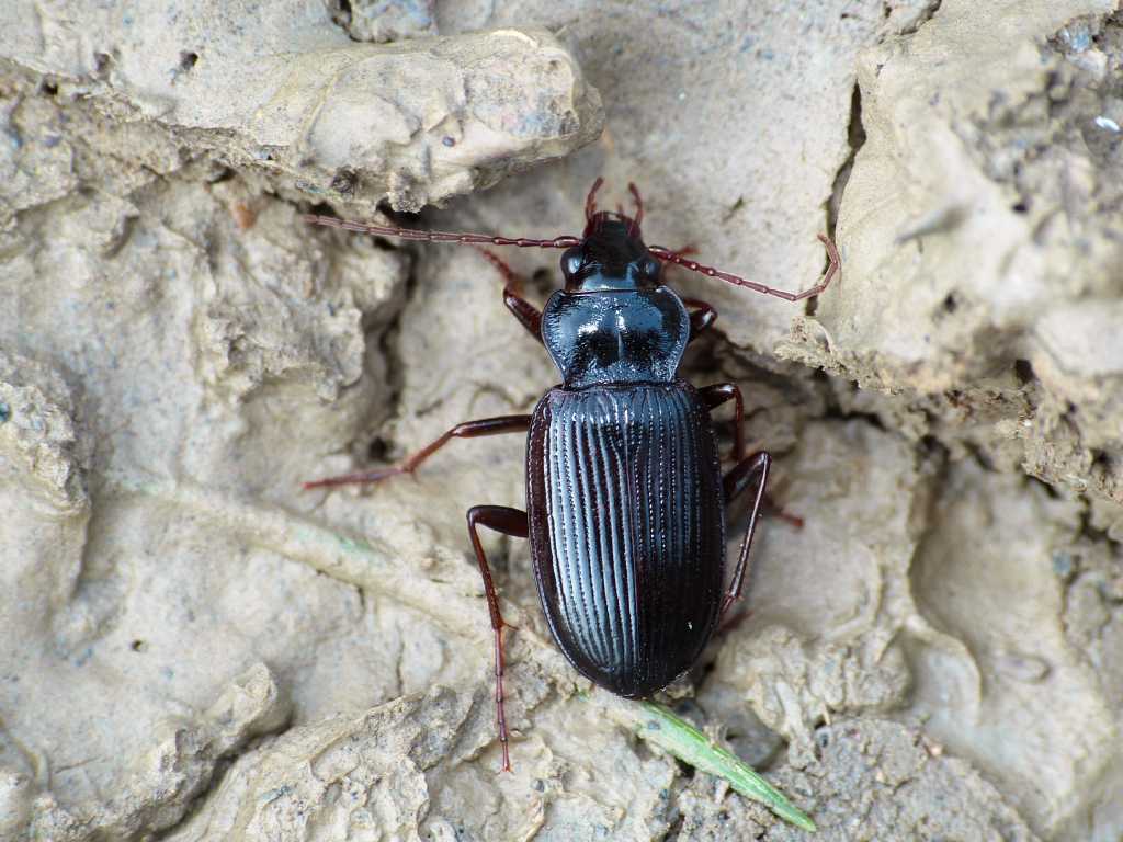 Nebria brevicollis - Tolfa (RM)